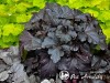 Alūnė ,Black Pearl' (lot. Heuchera) Alūnė ,Black Pearl' (lot. Heuchera)